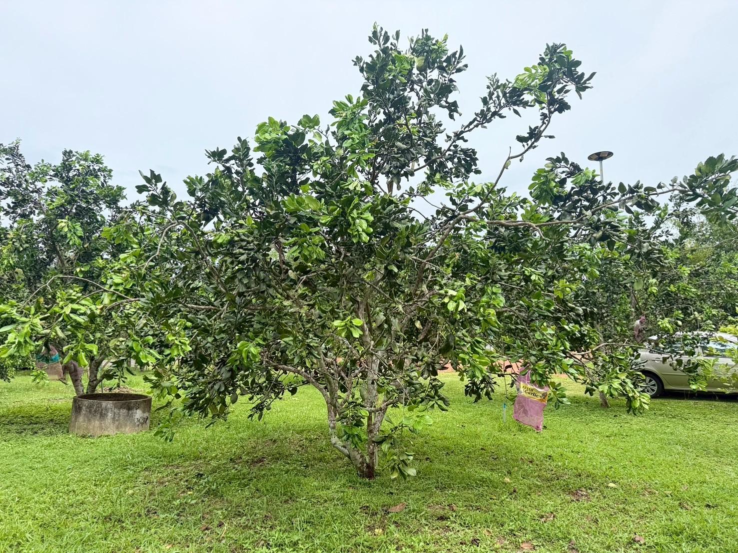 ของดีเมืองสงขลา ‘ส้มโอหอมควนลัง’ GI เกษตรกรรวมกลุ่มผลิตส้มโอคุณภาพ ออกตลาด ต.ค. - พ.ย. นี้ 8 LINE ALBUM ส้มโอ 251006 37