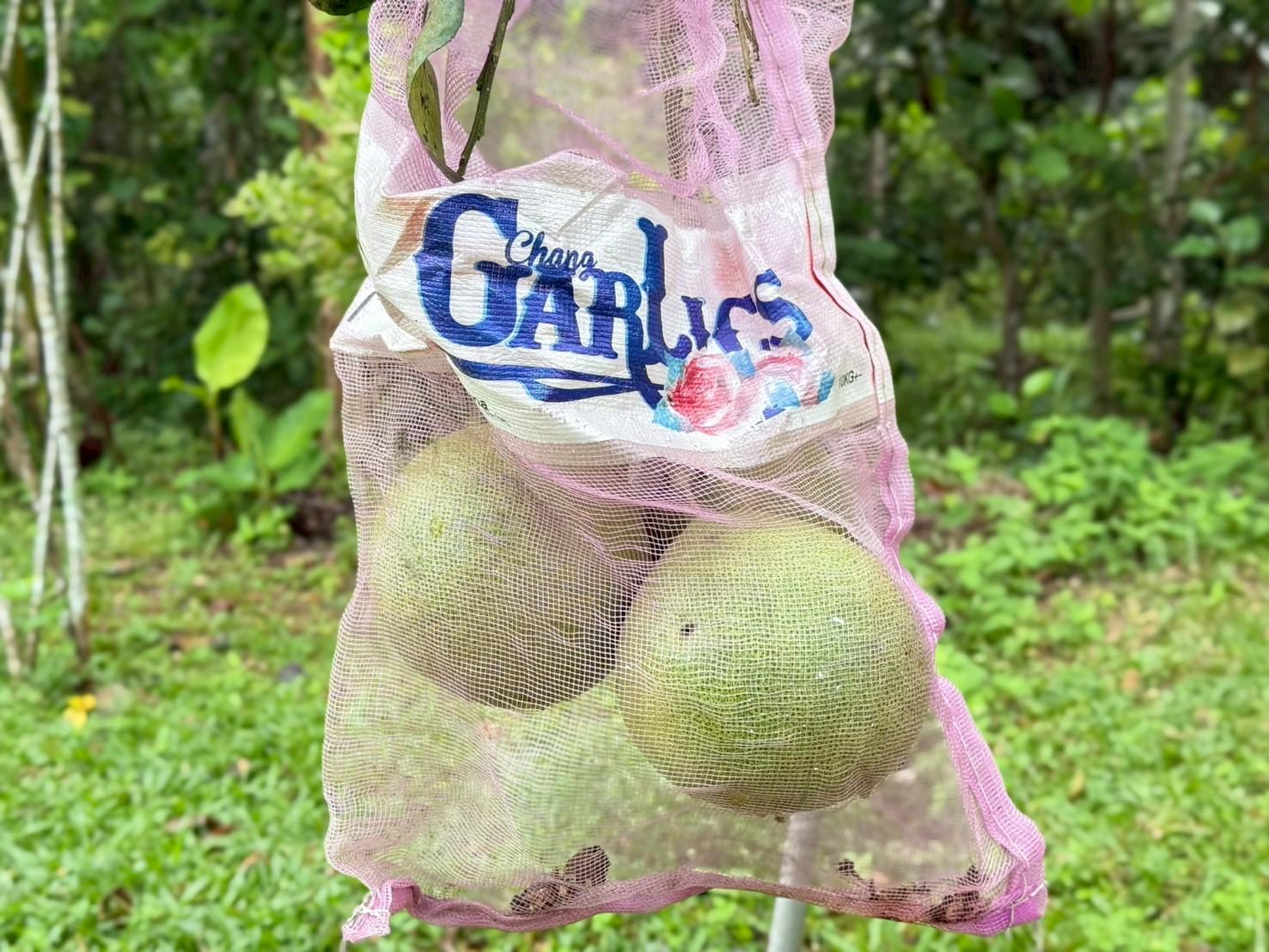 ของดีเมืองสงขลา ‘ส้มโอหอมควนลัง’ GI เกษตรกรรวมกลุ่มผลิตส้มโอคุณภาพ ออกตลาด ต.ค. - พ.ย. นี้ 9 LINE ALBUM ส้มโอ 251006 41