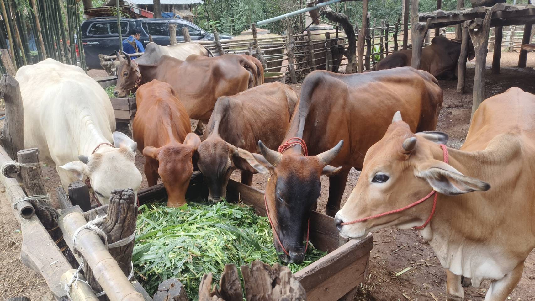 กรมปศุสัตว์ ขานรับนโยบาย รมว.กษ. เดินหน้าเร่งขับเคลื่อนโครงการอาหารสัตว์ธงเขียว มุ่งลดต้นทุนอาหารสัตว์ สร้างรายได้ให้เกษตรกรอย่างเป็นรูปธรรม 11 S 16687217