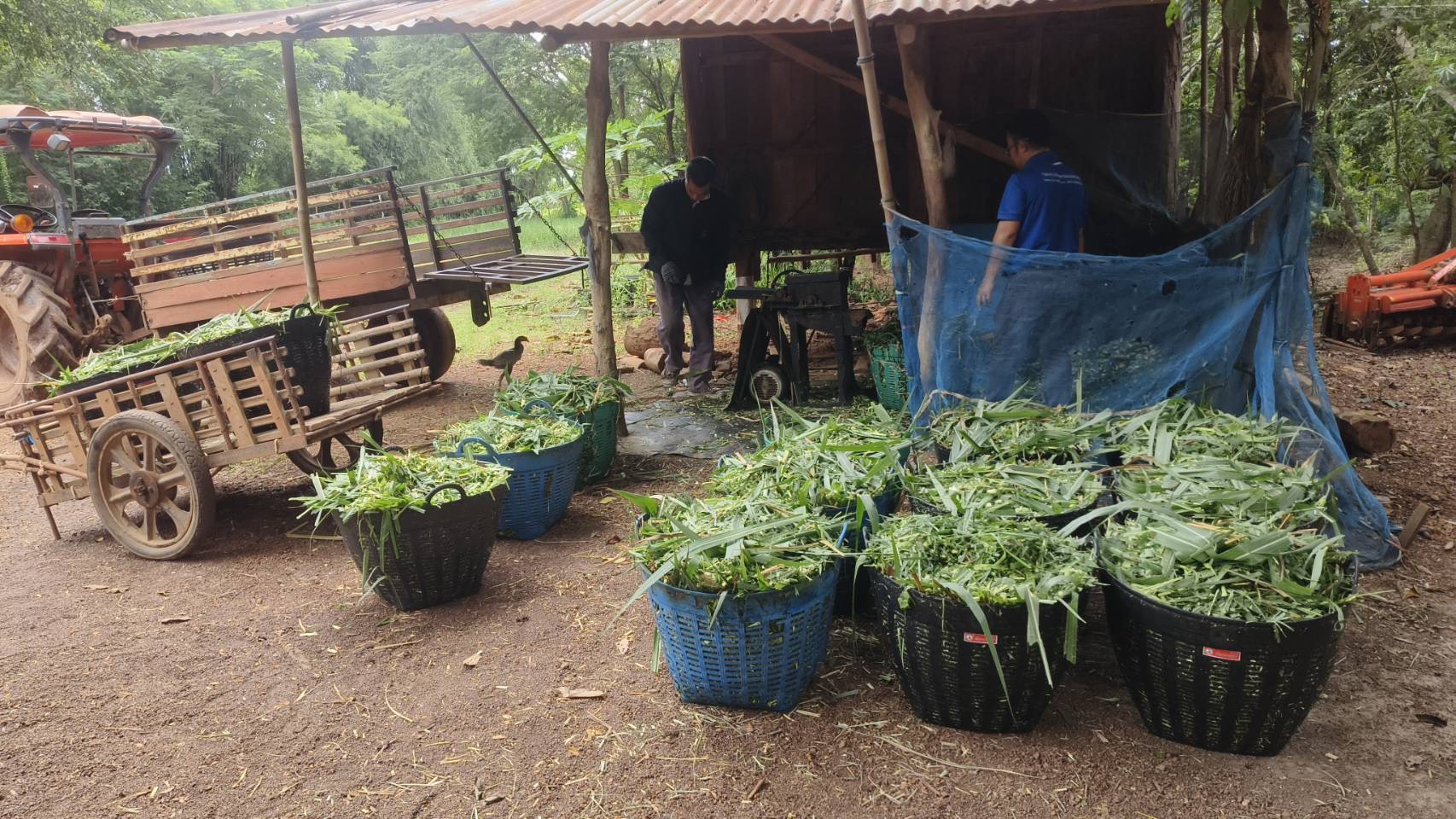 กรมปศุสัตว์ ขานรับนโยบาย รมว.กษ. เดินหน้าเร่งขับเคลื่อนโครงการอาหารสัตว์ธงเขียว มุ่งลดต้นทุนอาหารสัตว์ สร้างรายได้ให้เกษตรกรอย่างเป็นรูปธรรม 12 S 16687218