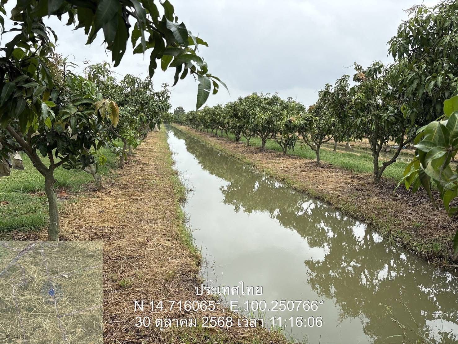 จ.อ่างทอง ลุยหารือเกษตรที่มีความพร้อมส่งออกมะม่วงคุณภาพมาตรฐานไปยังตลาดญี่ปุ่น 3 S 168730630