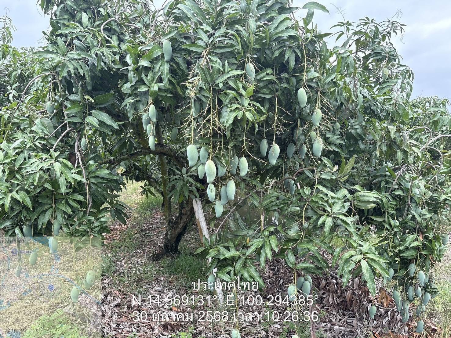 จ.อ่างทอง ลุยหารือเกษตรที่มีความพร้อมส่งออกมะม่วงคุณภาพมาตรฐานไปยังตลาดญี่ปุ่น 4 S 168730631