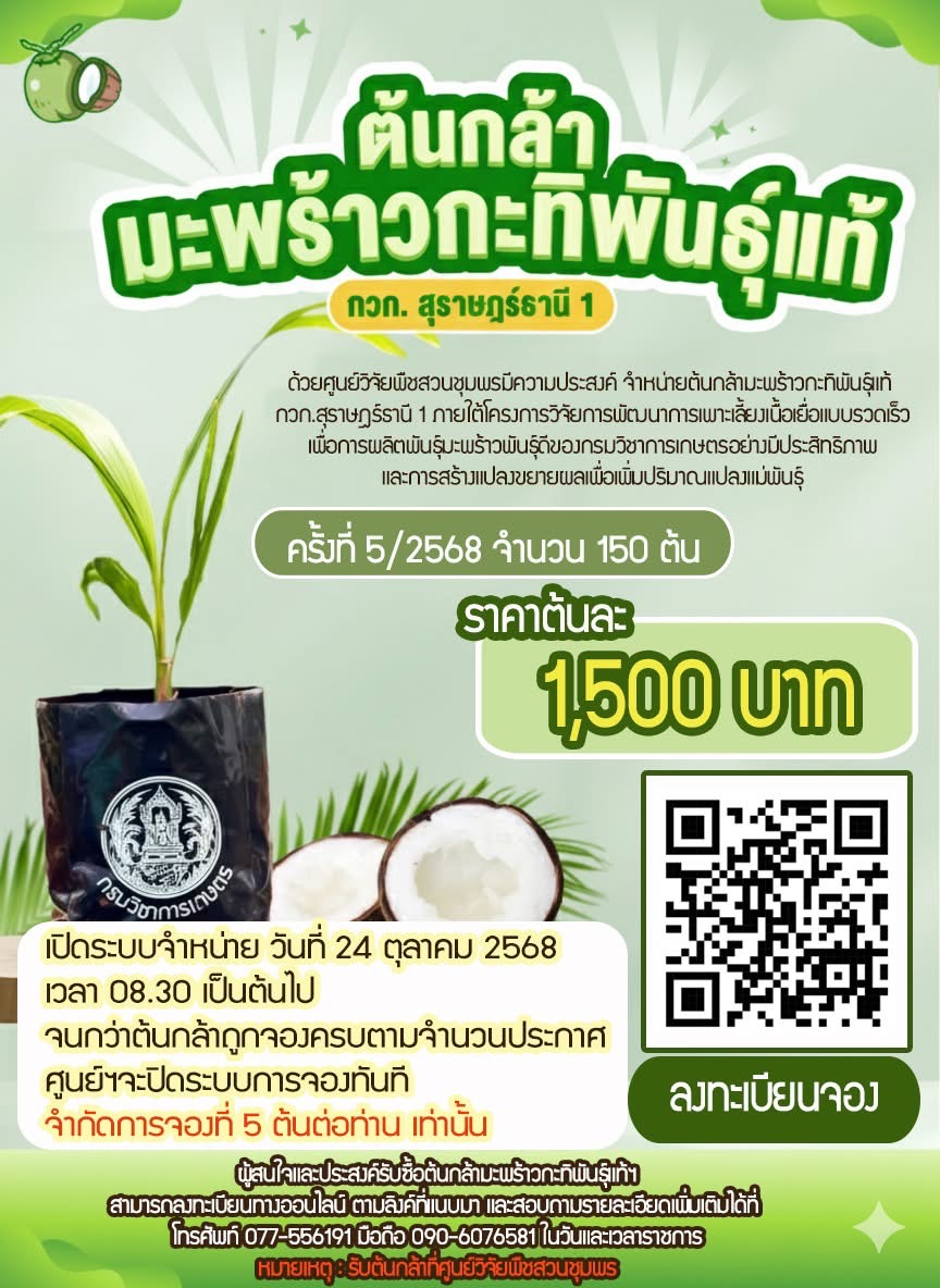 ศูนย์วิจัยพืชสวนชุมพร เปิดจองมะพร้าวกะทิพันธุ์แท้ กวก.สุราษฎร์ธานี 1 2 S 18448394