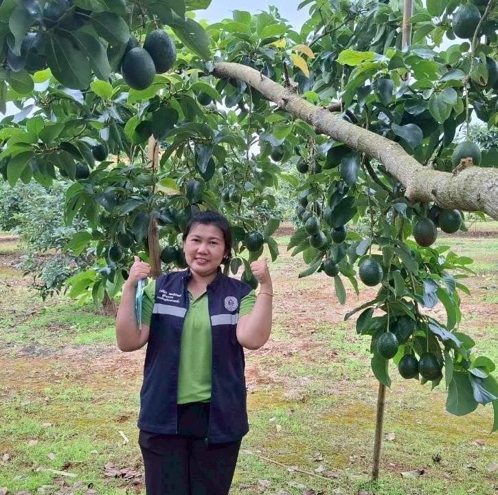 ‘อะโวคาโดพบพระ 08’ จ.ตาก พืชเศรษฐกิจมิติใหม่ ตอบรับ Longevity Trend สร้างโอกาสใหม่ให้เกษตรกรไทย 3 S 20480058 0