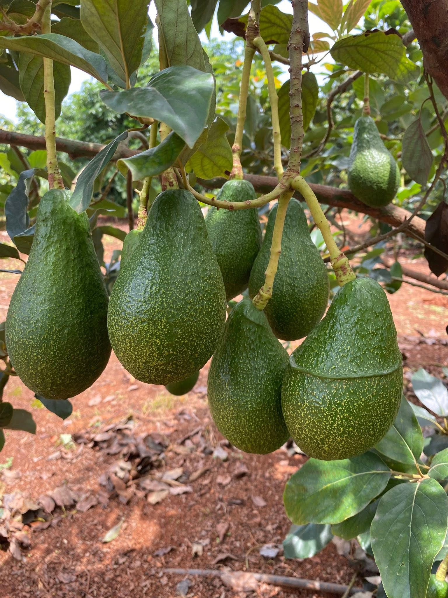 ‘อะโวคาโดพบพระ 08’ จ.ตาก พืชเศรษฐกิจมิติใหม่ ตอบรับ Longevity Trend สร้างโอกาสใหม่ให้เกษตรกรไทย 4 S 20480062 0