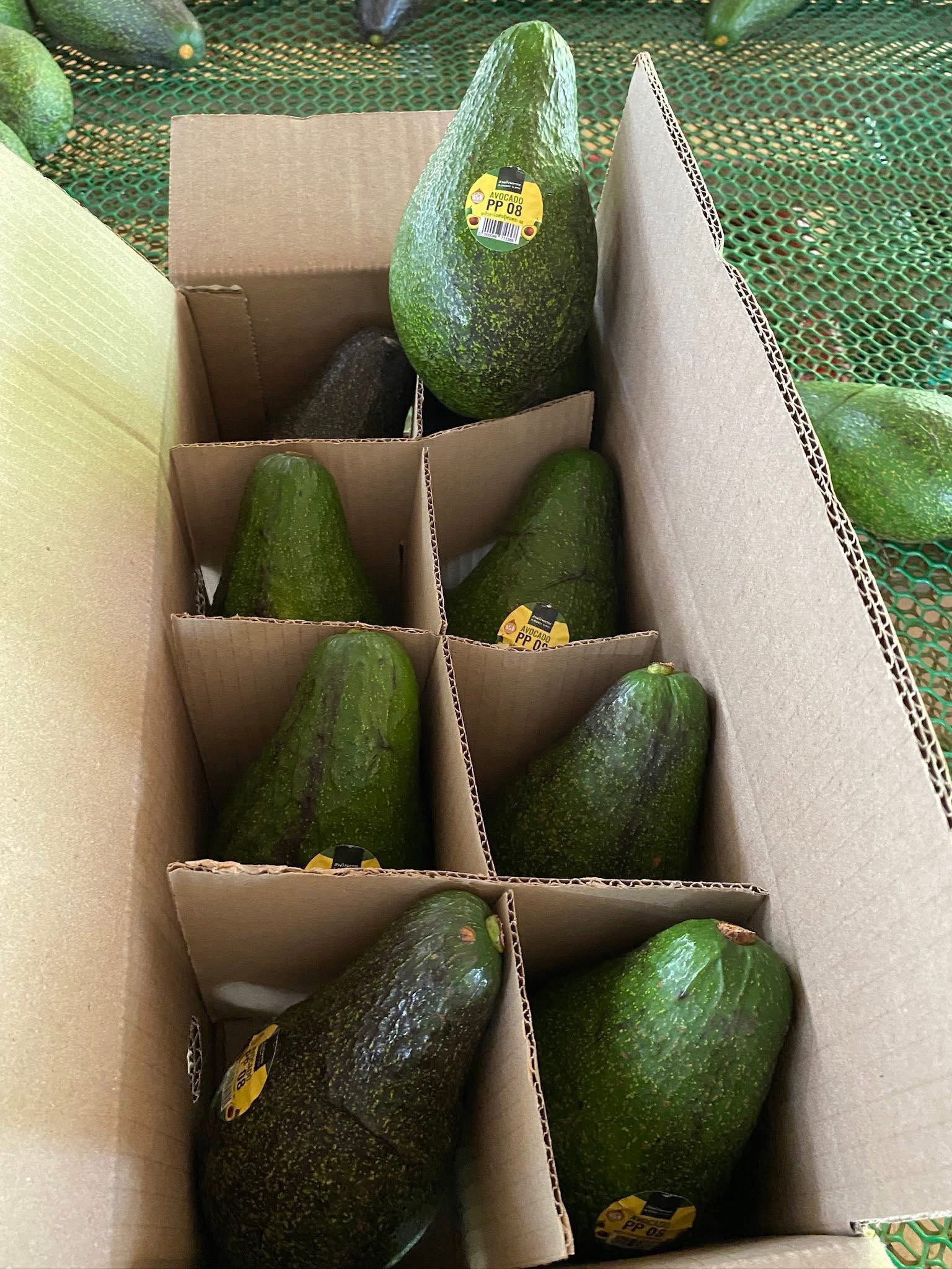 ‘อะโวคาโดพบพระ 08’ จ.ตาก พืชเศรษฐกิจมิติใหม่ ตอบรับ Longevity Trend สร้างโอกาสใหม่ให้เกษตรกรไทย 7 S 20480066 0