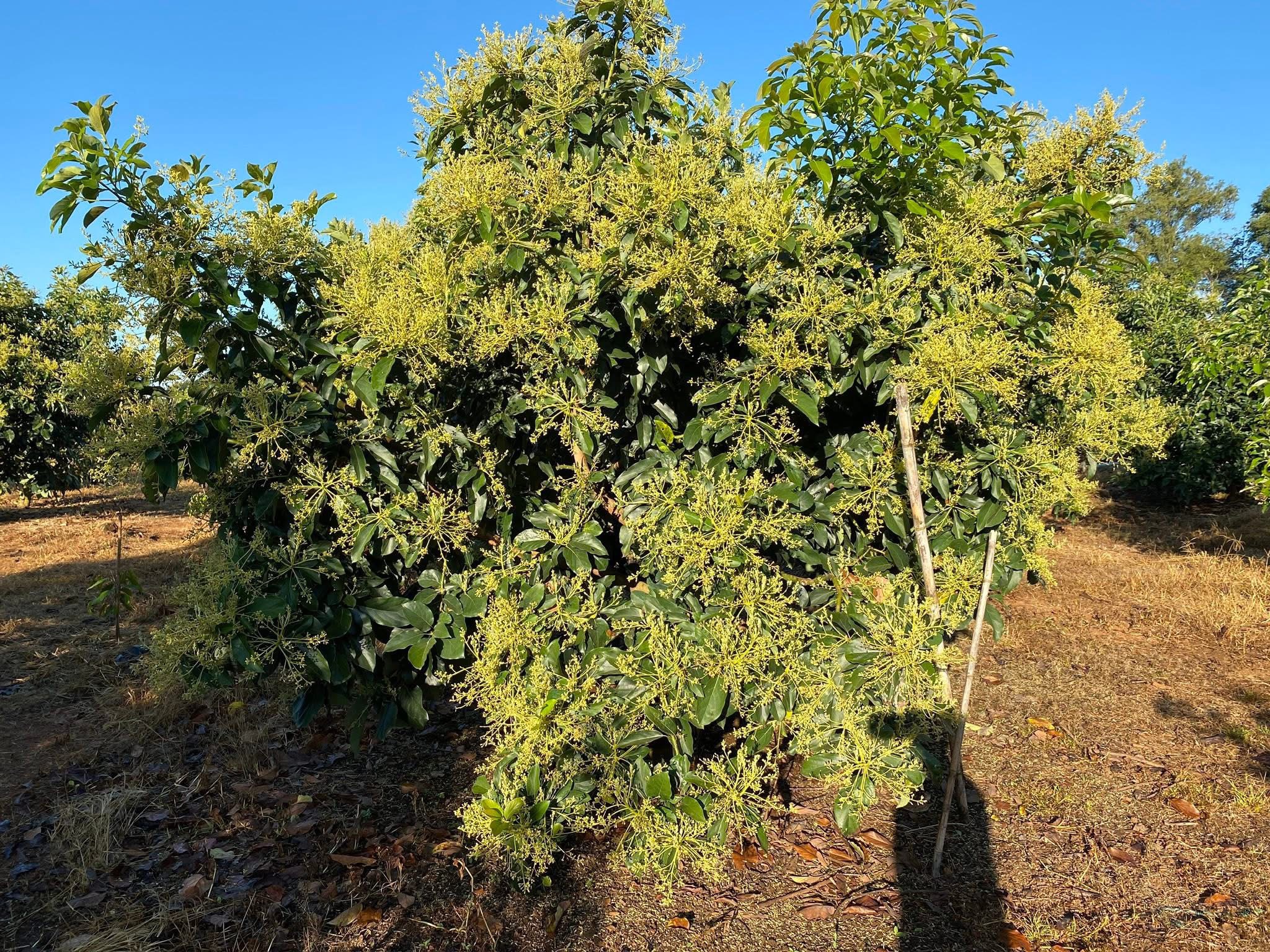 ‘อะโวคาโดพบพระ 08’ จ.ตาก พืชเศรษฐกิจมิติใหม่ ตอบรับ Longevity Trend สร้างโอกาสใหม่ให้เกษตรกรไทย 8 S 20480069 0