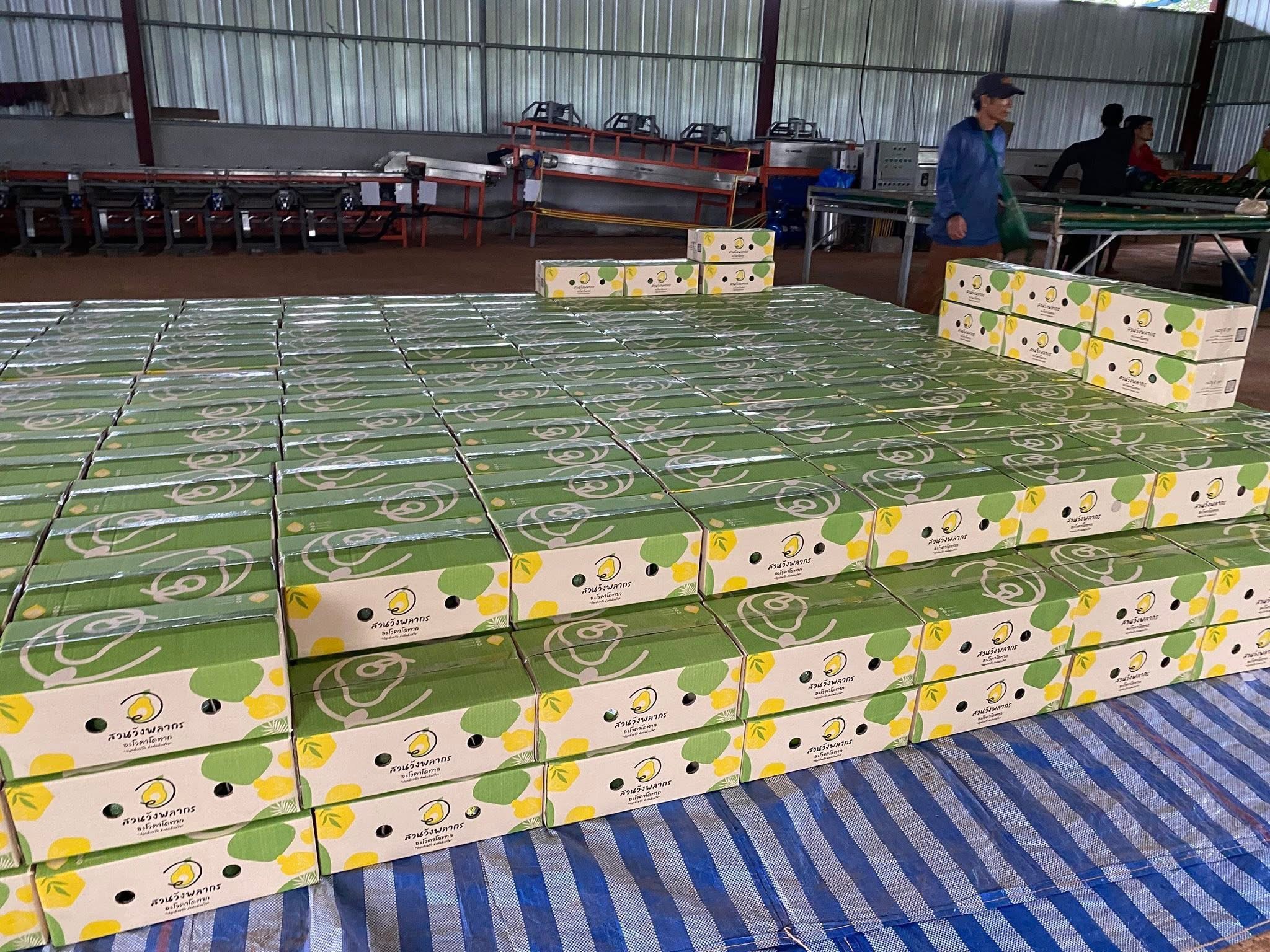 ‘อะโวคาโดพบพระ 08’ จ.ตาก พืชเศรษฐกิจมิติใหม่ ตอบรับ Longevity Trend สร้างโอกาสใหม่ให้เกษตรกรไทย 9 S 20480072 0