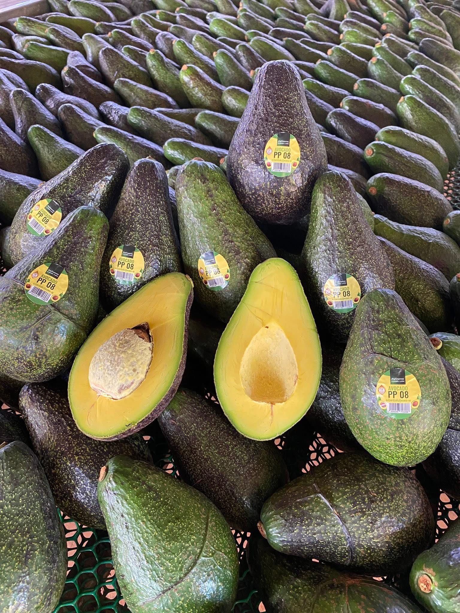 ‘อะโวคาโดพบพระ 08’ จ.ตาก พืชเศรษฐกิจมิติใหม่ ตอบรับ Longevity Trend สร้างโอกาสใหม่ให้เกษตรกรไทย 10 S 20480075