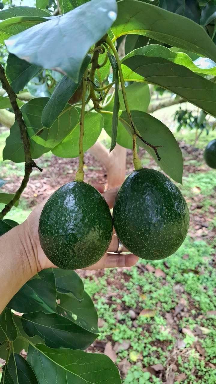 ‘อะโวคาโดพบพระ 08’ จ.ตาก พืชเศรษฐกิจมิติใหม่ ตอบรับ Longevity Trend สร้างโอกาสใหม่ให้เกษตรกรไทย 11 S 20480088 0