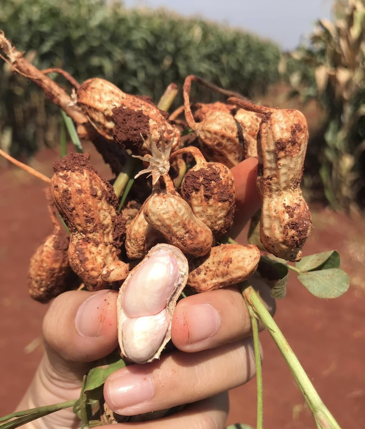 สำนักงานพัฒนาการวิจัยการเกษตร (องค์การมหาชน) ขอส่งข่าว S 7684254