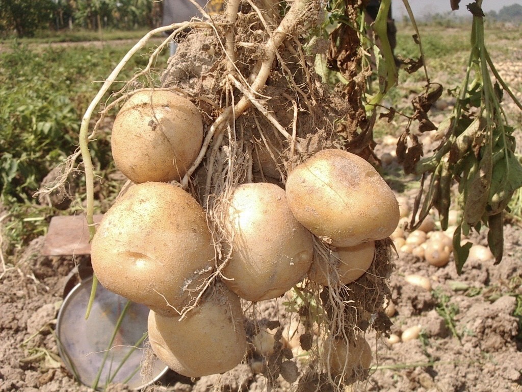 สำนักงานพัฒนาการวิจัยการเกษตร (องค์การมหาชน) ขอส่งข่าว S 7684255