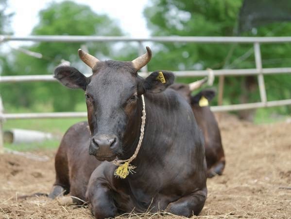 สำนักงานพัฒนาการวิจัยการเกษตร (องค์การมหาชน) ขอส่งข่าว S 7684256