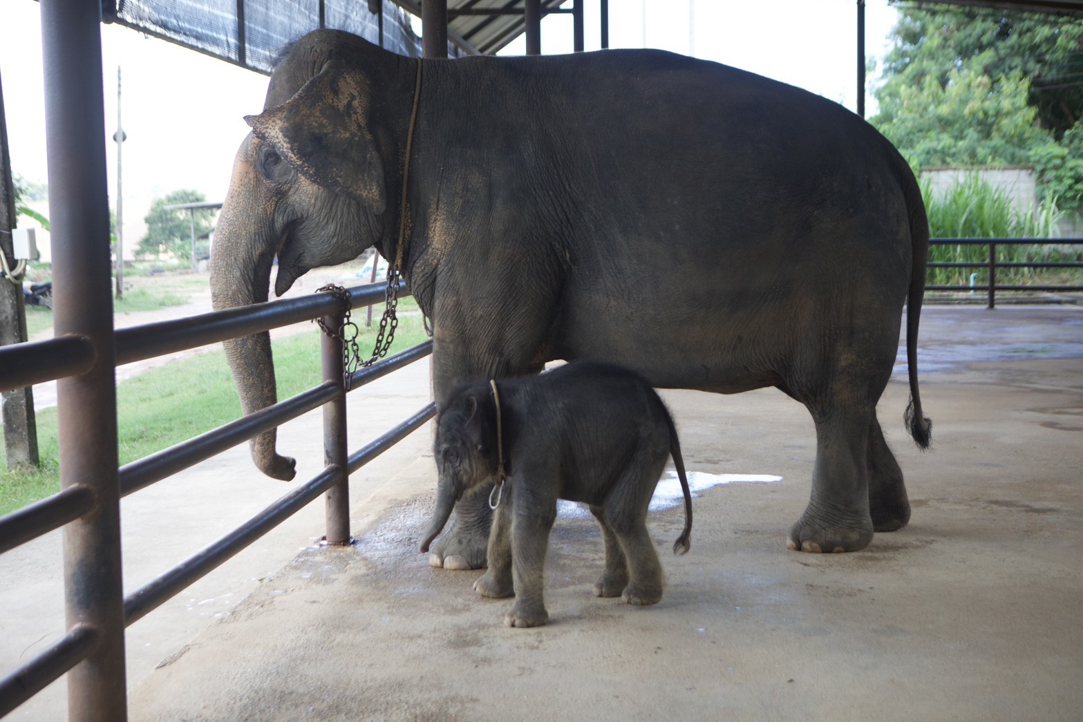 สวนนงนุชพัทยา จัดพิธีรับขวัญลูกช้าง “พลายจอมทอง” เชื่อมสายใยแห่งความผูกพันกับ “น้องข้าวต้ม” ลูกช้างป่าพลัดหลง 4 S 8504480