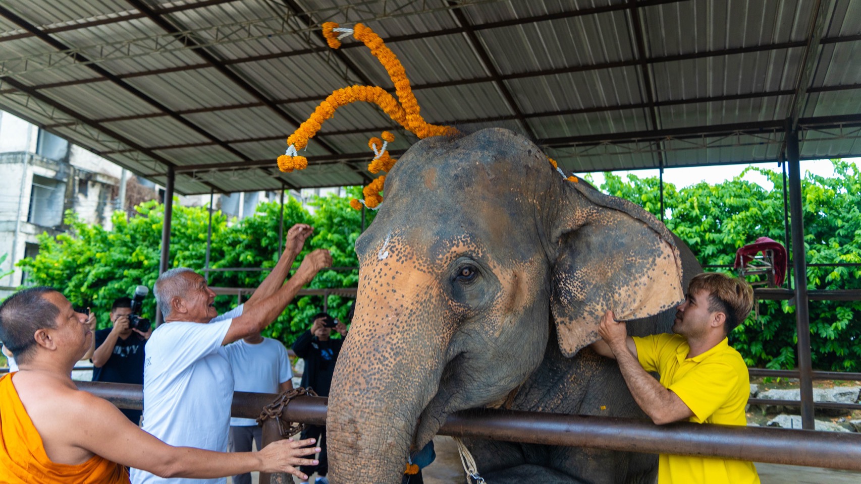 สวนนงนุชพัทยา จัดพิธีรับขวัญลูกช้าง “พลายจอมทอง” เชื่อมสายใยแห่งความผูกพันกับ “น้องข้าวต้ม” ลูกช้างป่าพลัดหลง 7 S 8504527