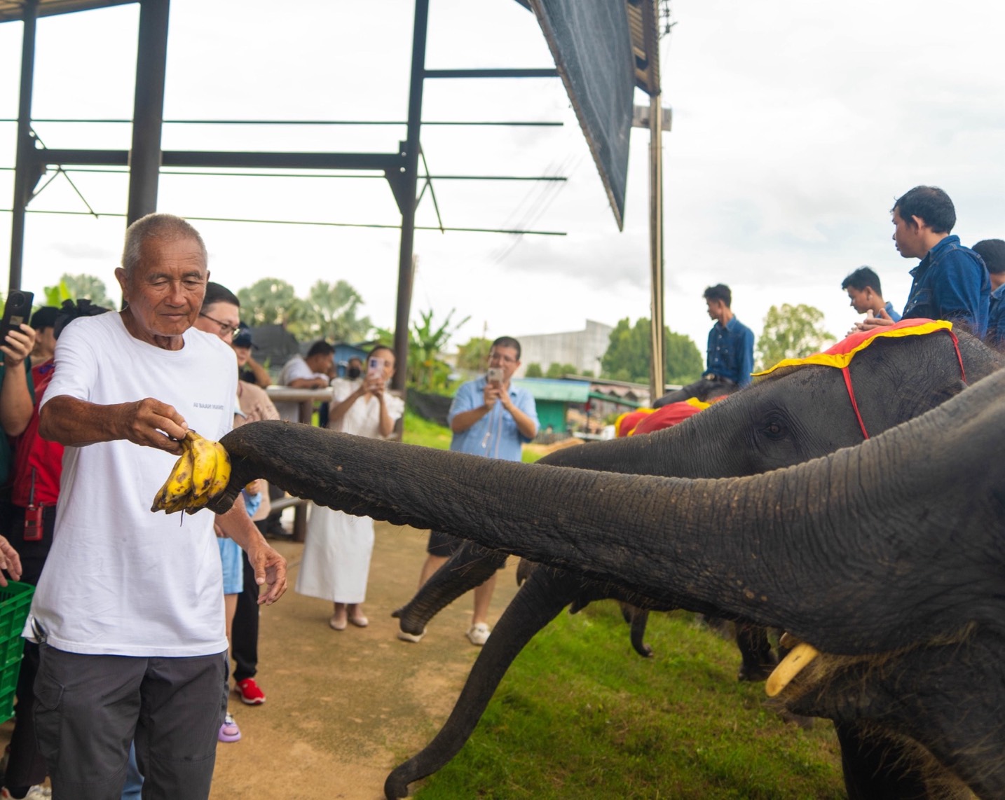 สวนนงนุชพัทยา จัดพิธีรับขวัญลูกช้าง “พลายจอมทอง” เชื่อมสายใยแห่งความผูกพันกับ “น้องข้าวต้ม” ลูกช้างป่าพลัดหลง 8 S 8504535