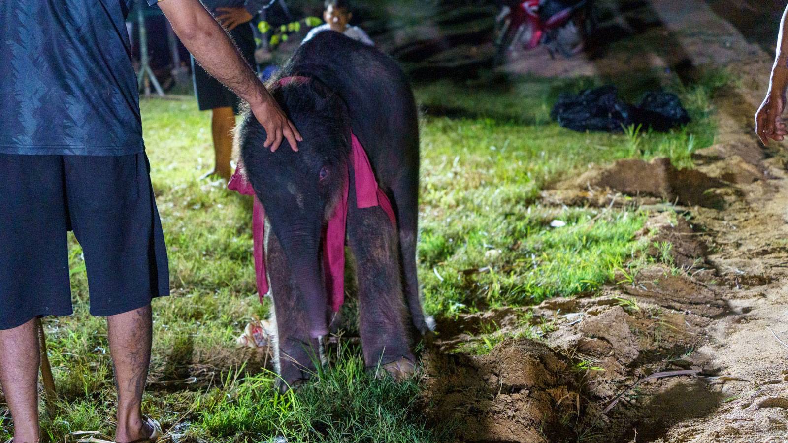 สวนนงนุชพัทยา จัดพิธีรับขวัญลูกช้าง “พลายจอมทอง” เชื่อมสายใยแห่งความผูกพันกับ “น้องข้าวต้ม” ลูกช้างป่าพลัดหลง 9 S 8504569