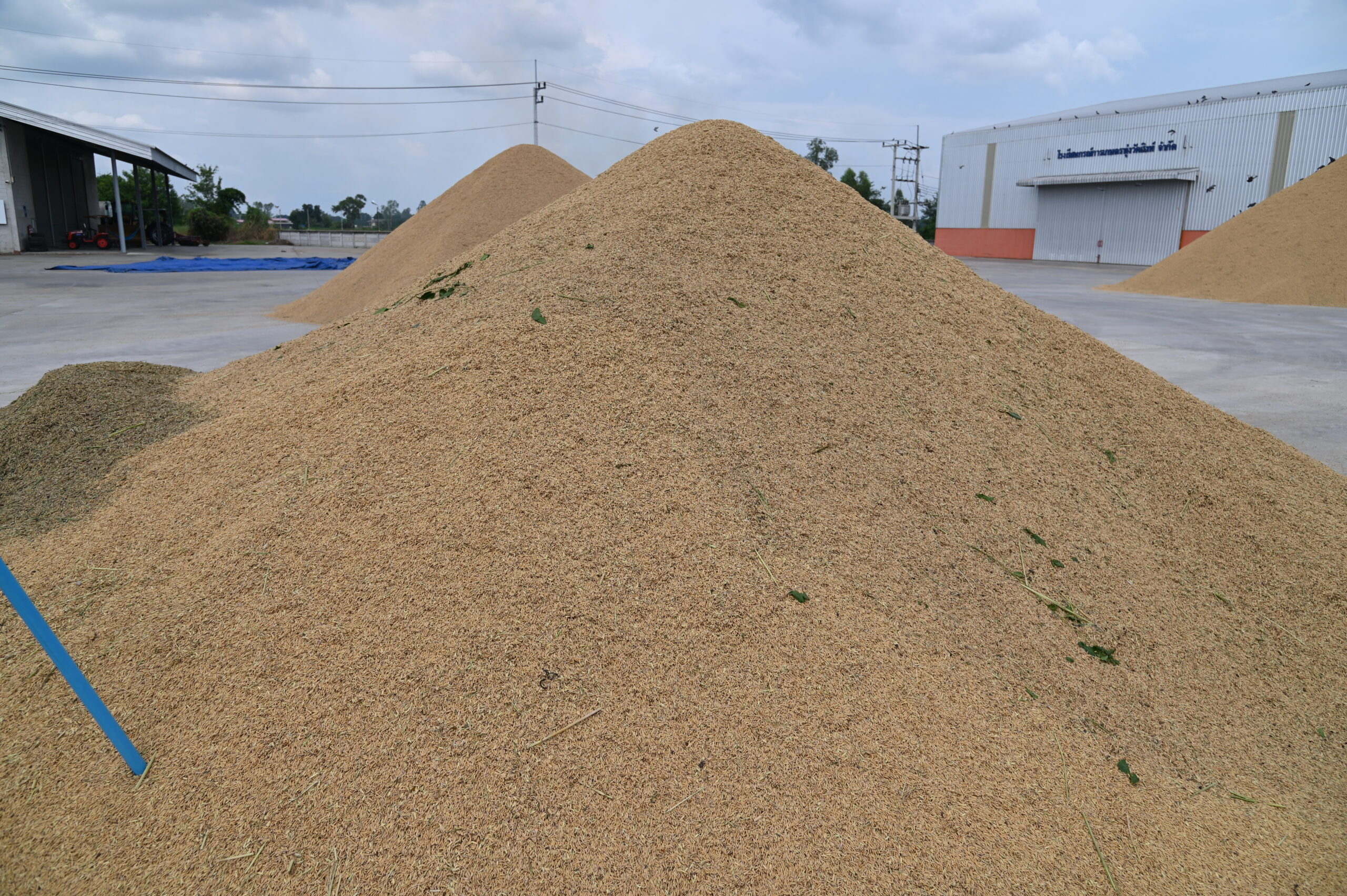 DIT ยืนยันดูแลราคาข้าวเหนียวเชียงใหม่อย่างใกล้ชิด เดินหน้ามาตรการพยุงราคา-ลดต้นทุน-ตรวจสอบการรับซื้อ ช่วยเกษตรกรขายได้ในระดับที่เป็นธรรม 7 dsc 4446 scaled