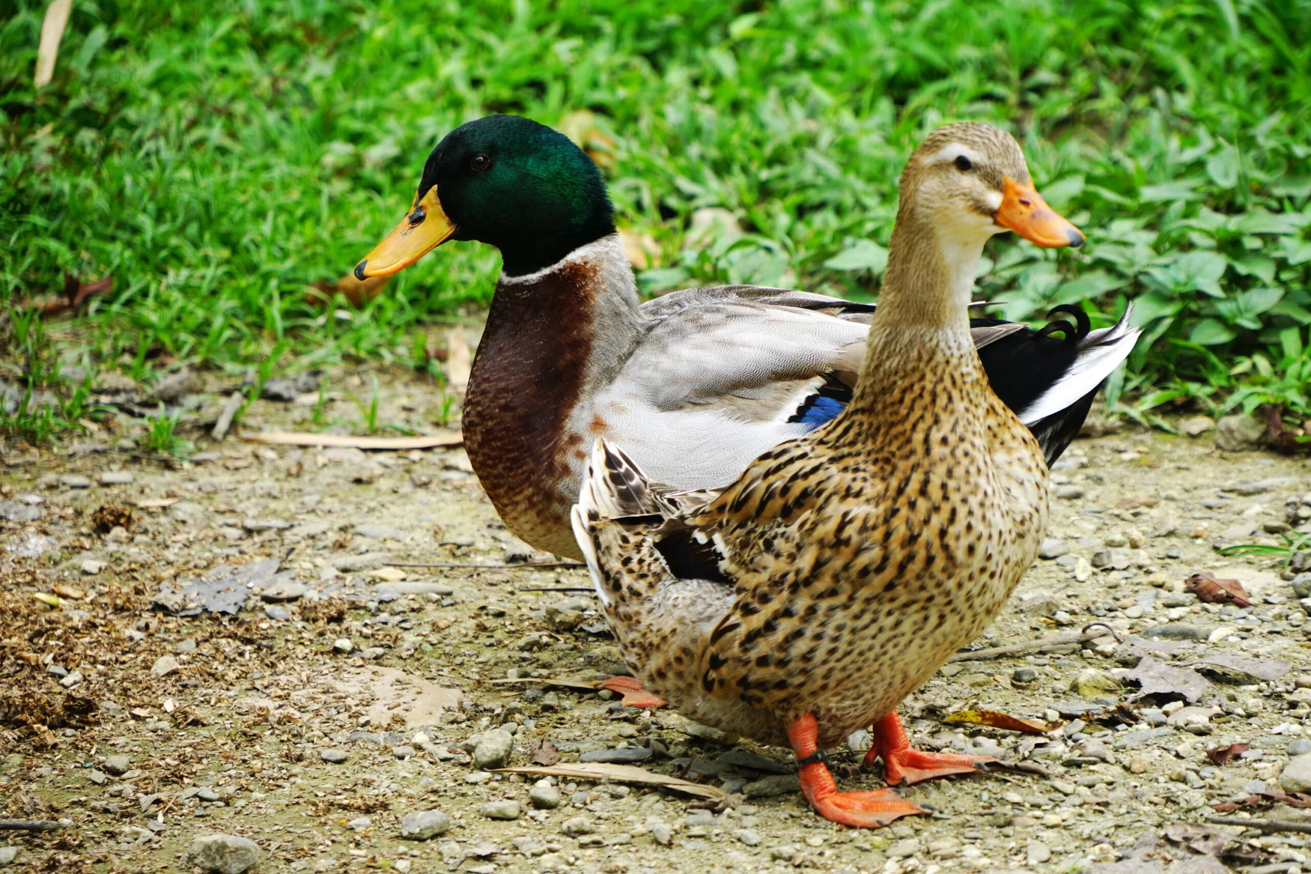 gc 256306121712219771 scaled.jpgใใ