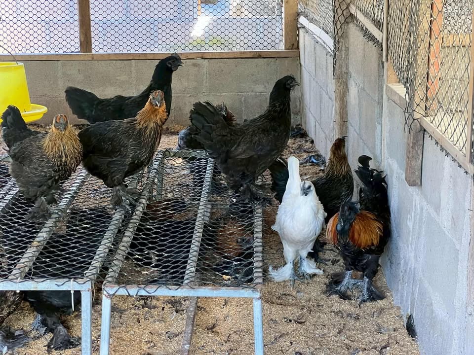 กรมปศุสัตว์ต้อนรับคณะผู้แทนจากไต้หวัน ศึกษาดูงานการเพิ่มมูลค่าการผลิตไก่พื้นเมืองและไก่กระดูกดำไทยสานต่อความร่วมมือวิชาการไทย–ไต้หวัน เพื่อยกระดับเกษตรกรผู้เลี้ยงไก่พื้นเมืองสู่ตลาดสากล 6 messageImage 1760691693242