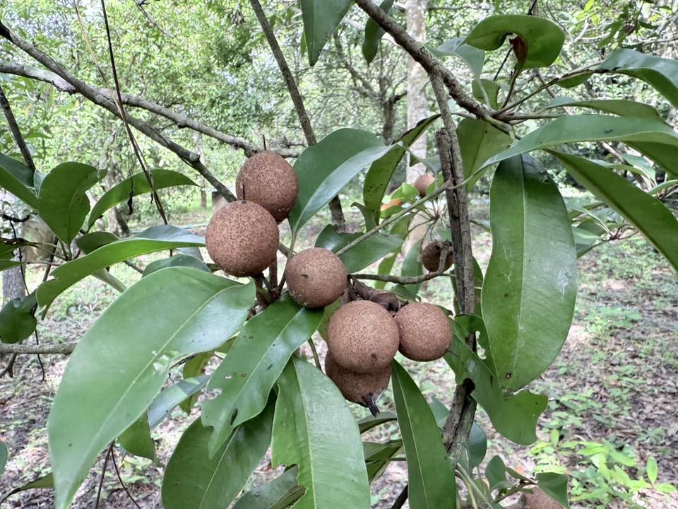 เกษตรนครสวรรค์ ลงพื้นที่เยี่ยมเยียนเกษตรกรผู้ปลูกละมุด ตำบลบางมะฝ่อ อำเภอโกรกพระ 5 messageImage 1760842363190