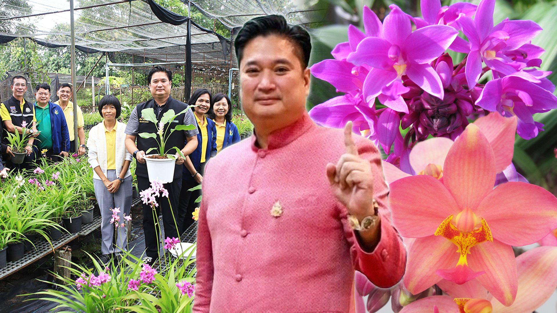 กรมวิชาการเกษตร อวดโฉมกล้วยไม้ดินใบหมาก 2 พันธุ์ใหม่2 สี 2 ขนาด ออกดอกไว จำหน่ายได้เร็วกว่าพันธุ์การค้า 1 กรมวิชาการเกษตร2