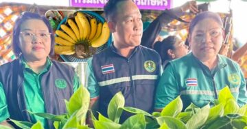 กล้วยหอมกะเหรี่ยง3