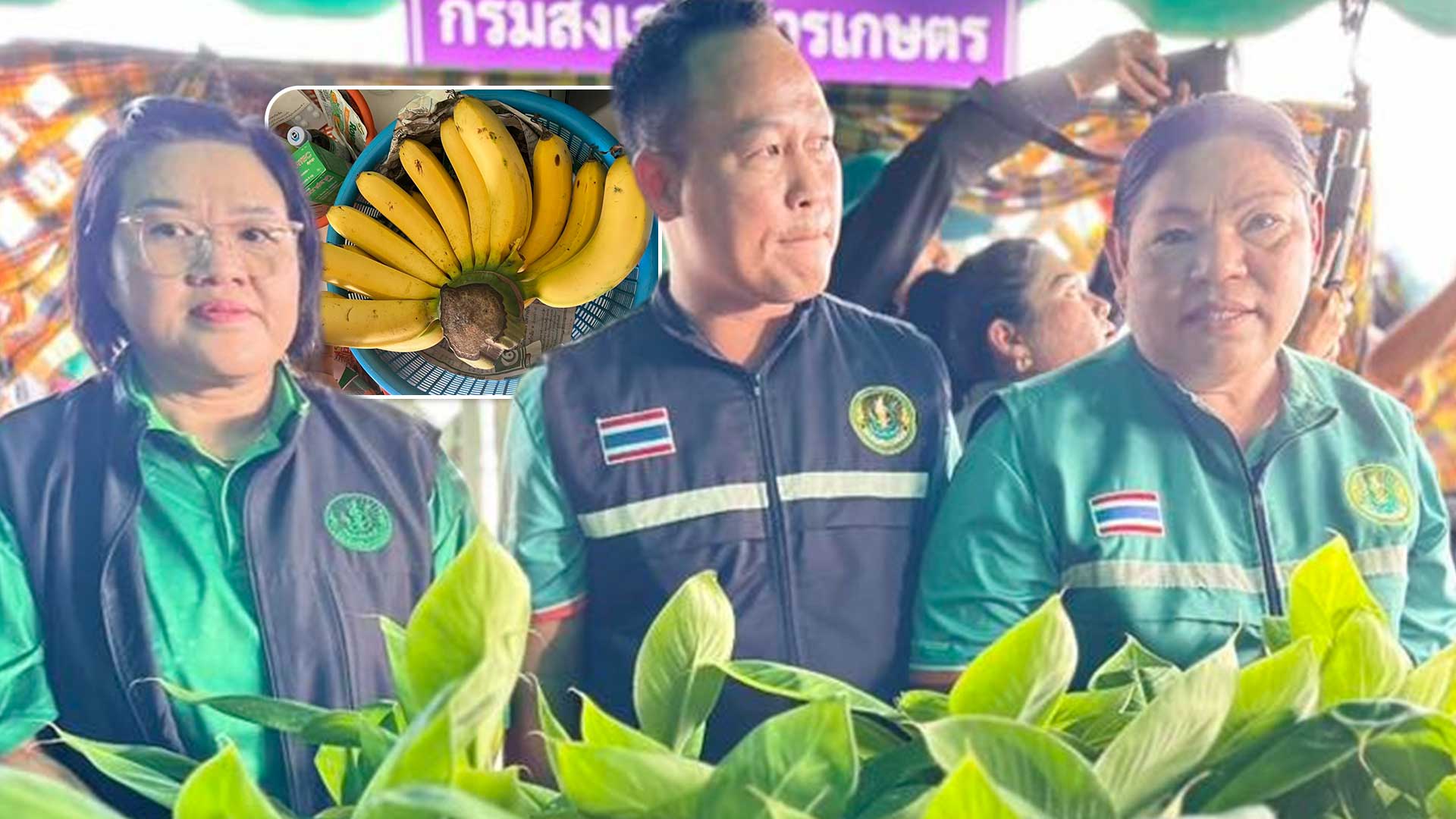 กล้วยหอมกะเหรี่ยง3