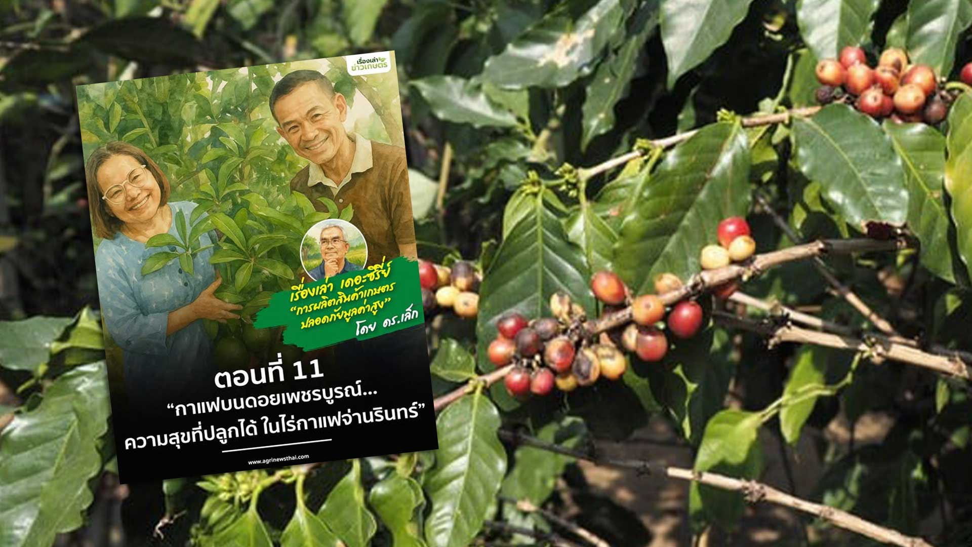 เรื่องเล่า เดอะซีรีส์ “การผลิตสินค้าเกษตรปลอดภัยมูลค่าสูง” ตอนที่ 11 : “กาแฟบนดอยเพชรบูรณ์…ความสุขที่ปลูกได้ ในไร่กาแฟจ่านรินทร์” 1 กาแฟบนดอยเพชรบูรณ์3