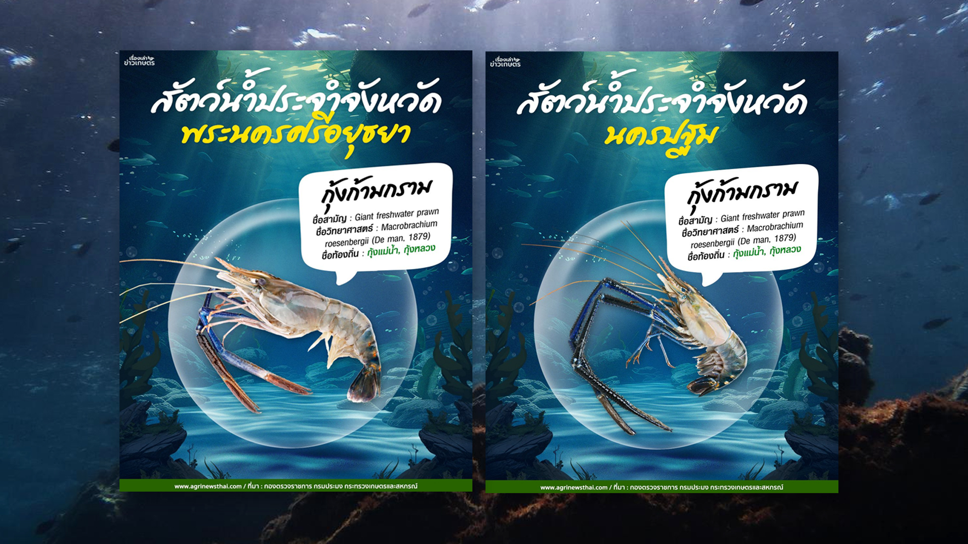 สัตว์น้ำประจำจังหวัด พระนครศรีอยุธยา-นครปฐม“กุ้งก้ามกราม”ชื่อท้องถิ่น กุ้งแม่น้ำ- กุ้งหลวง 1 กุ้ง2