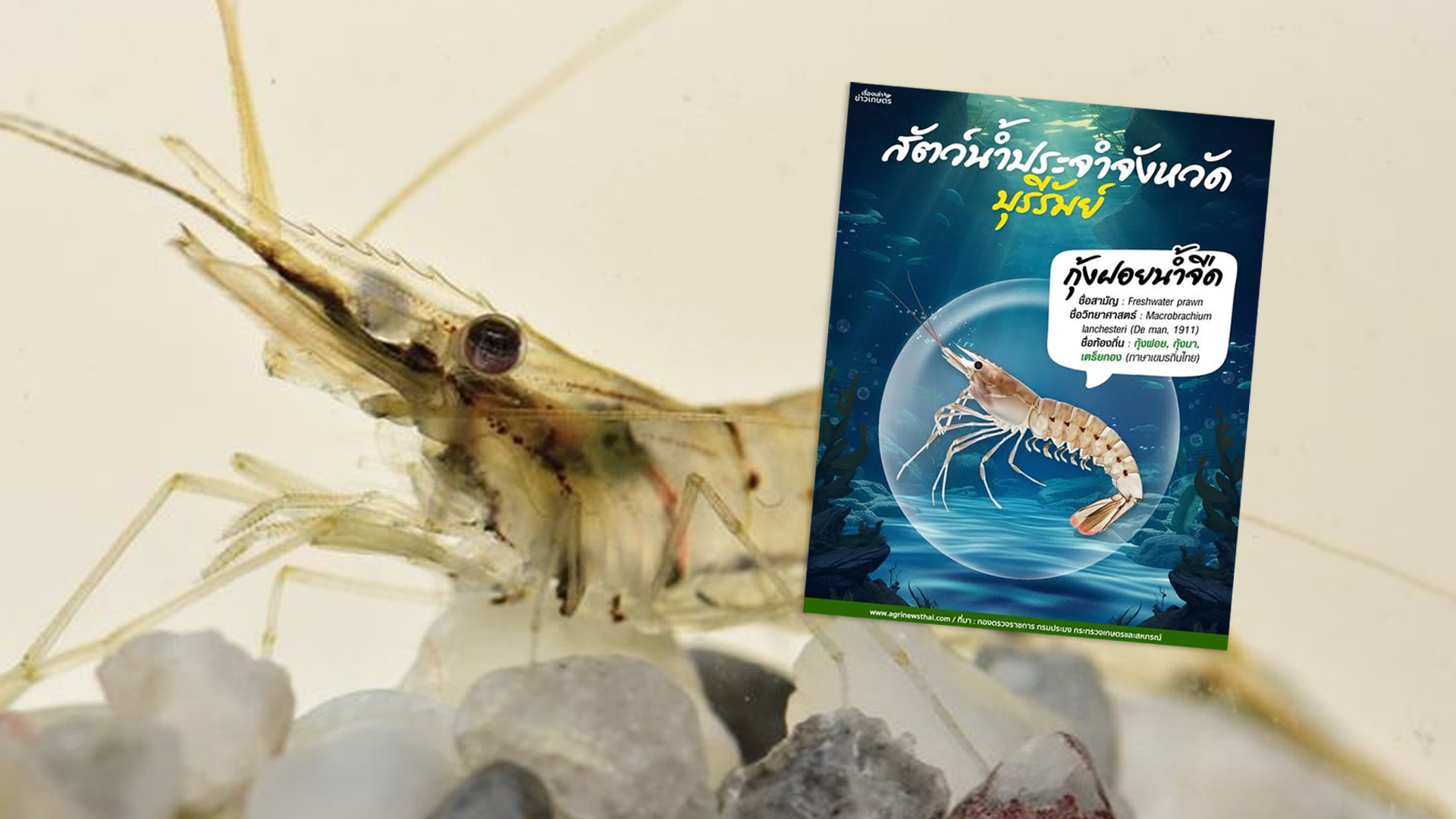 สัตว์น้ำประจำจังหวัดบุรีรัมย์ “กุ้งฝอยน้ำจืด” กุ้งฝอย, กุ้งนา, เตรียกอง (ภาษาเขมรถิ่นไทย) 1 กุ้งฝอยน้ำจืด2