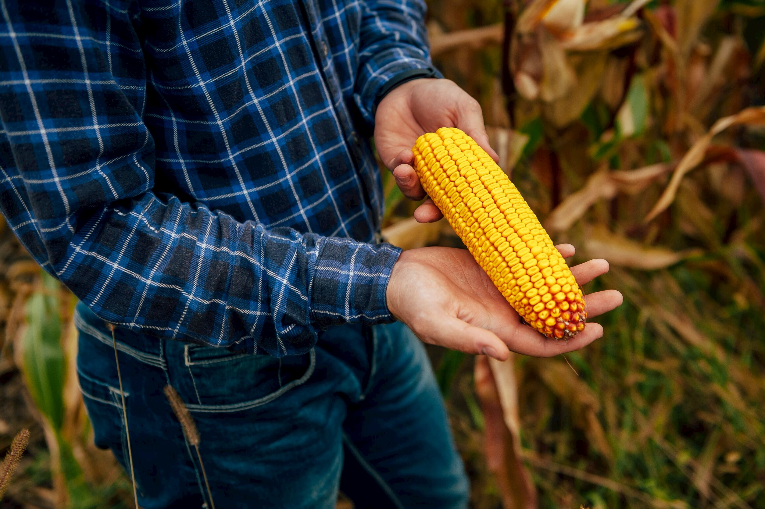 ซินเจนทา ยกระดับข้าวโพดเลี้ยงสัตว์ไทยด้วยนวัตกรรมระดับโลก “เทคโนโลยีชีวภาพ (Biological)” สู่อนาคตเกษตรยั่งยืน 4 ตรวจสอบผลผลิตที่ได้ก่อนเก็บเกี่ยว