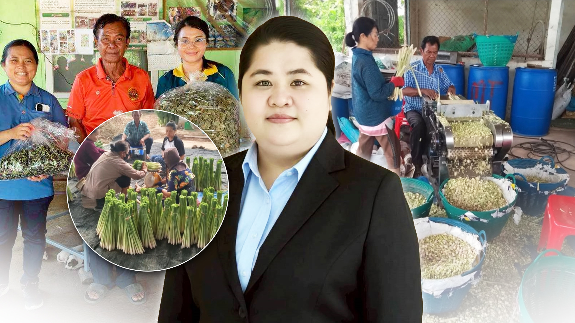 ต้นแบบแปลงใหญ่ ‘ตะไคร้บ้านวงฆ้อง’ จ.กำแพงเพชร รวมกลุ่มผลิตมาตรฐาน GAP สร้างรายได้ หนุนเศรษฐกิจชุมชน 1 ต้นแบบแปลงใหญ่2