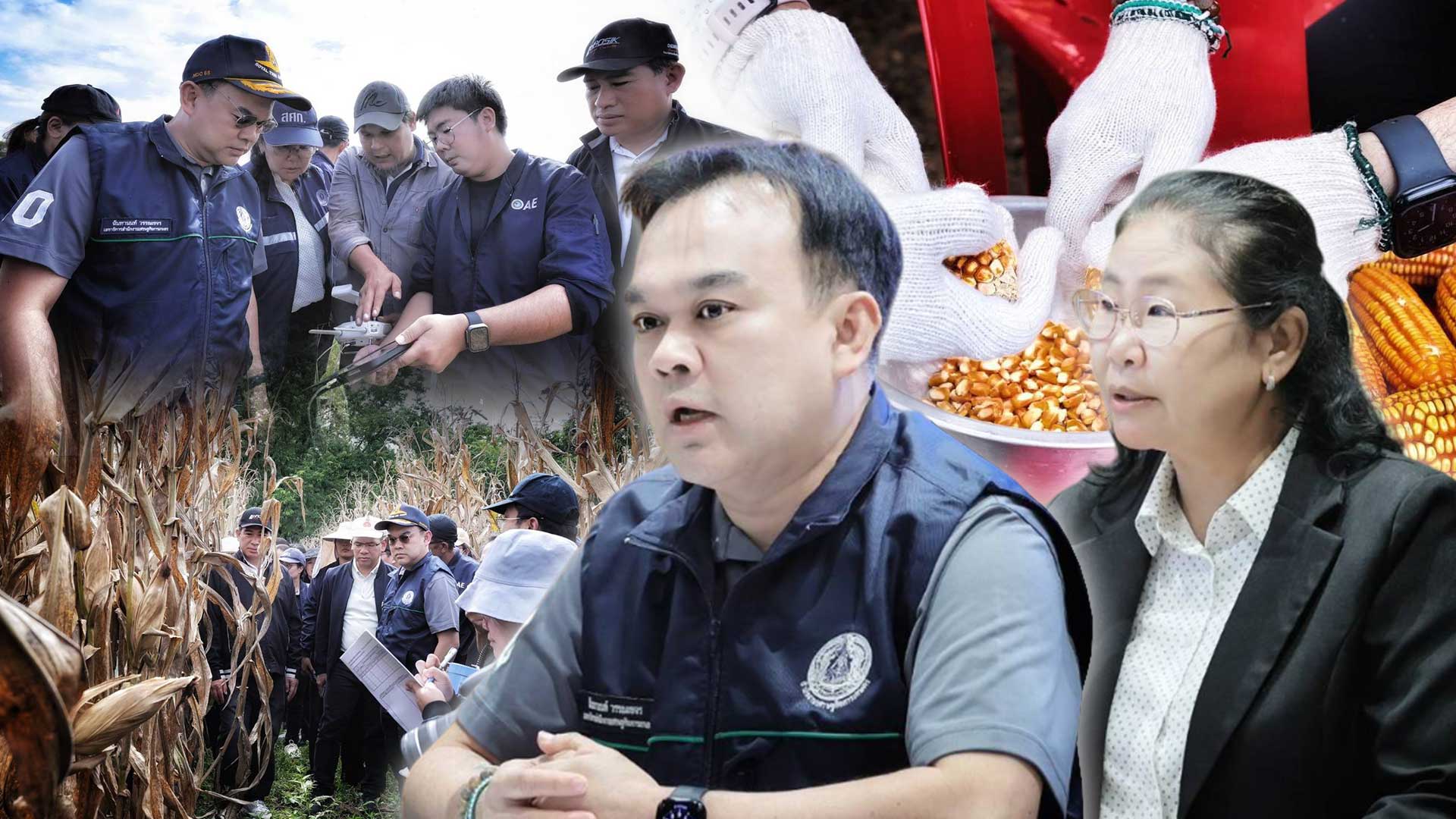 ทุกภาคส่วนร่วมสังเกตการณ์Crop Cutting เพชรบูรณ์สศก. ยันหลักข้อมูลสถิติการเกษตร ตรวจสอบได้ สะท้อนความจริงในพื้นที่ 1 ทุกภาคส่วนร่วมสังเกตการณ์3