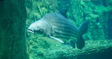 ปลากระโห้3