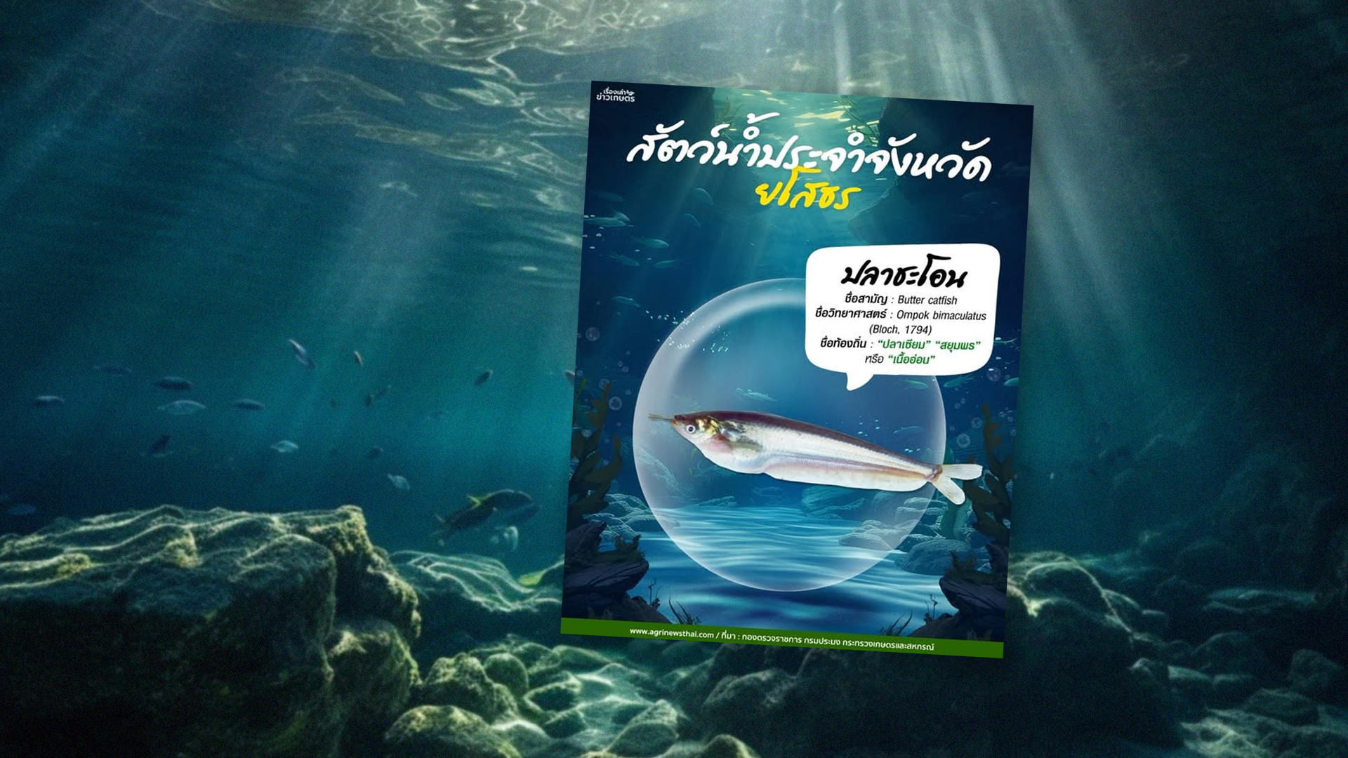 สัตว์น้ำประจำจังหวัดยโสธร : ปลาชะโอน ชื่อท้องถิ่น ปลาเซียม สยุมพร เนื้ออ่อน 1 ปลาชะโอน2