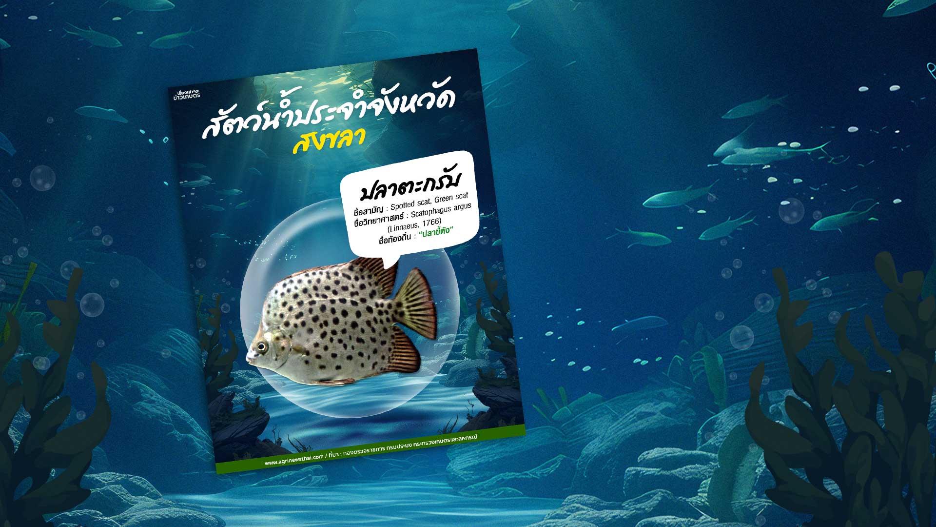 สัตว์น้ำประจำจังหวัดสงขลา “ปลาตะกรับ” ชื่อท้องถิ่น “ปลาขี้ตัง” 1 ปลาตะกรับ3