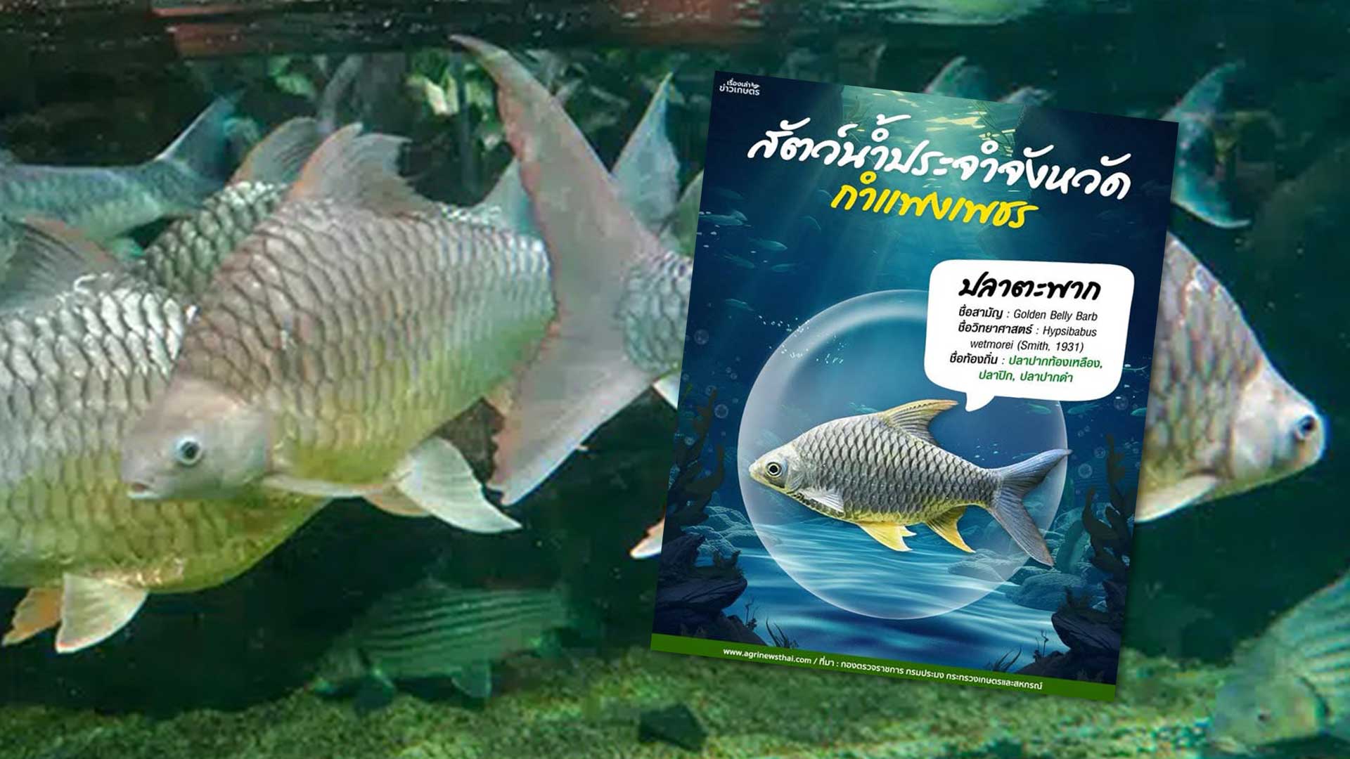 สัตว์น้ำประจำจังหวัดกำแพงเพชร: ปลาตะพาก 1 ปลาตะพาก3