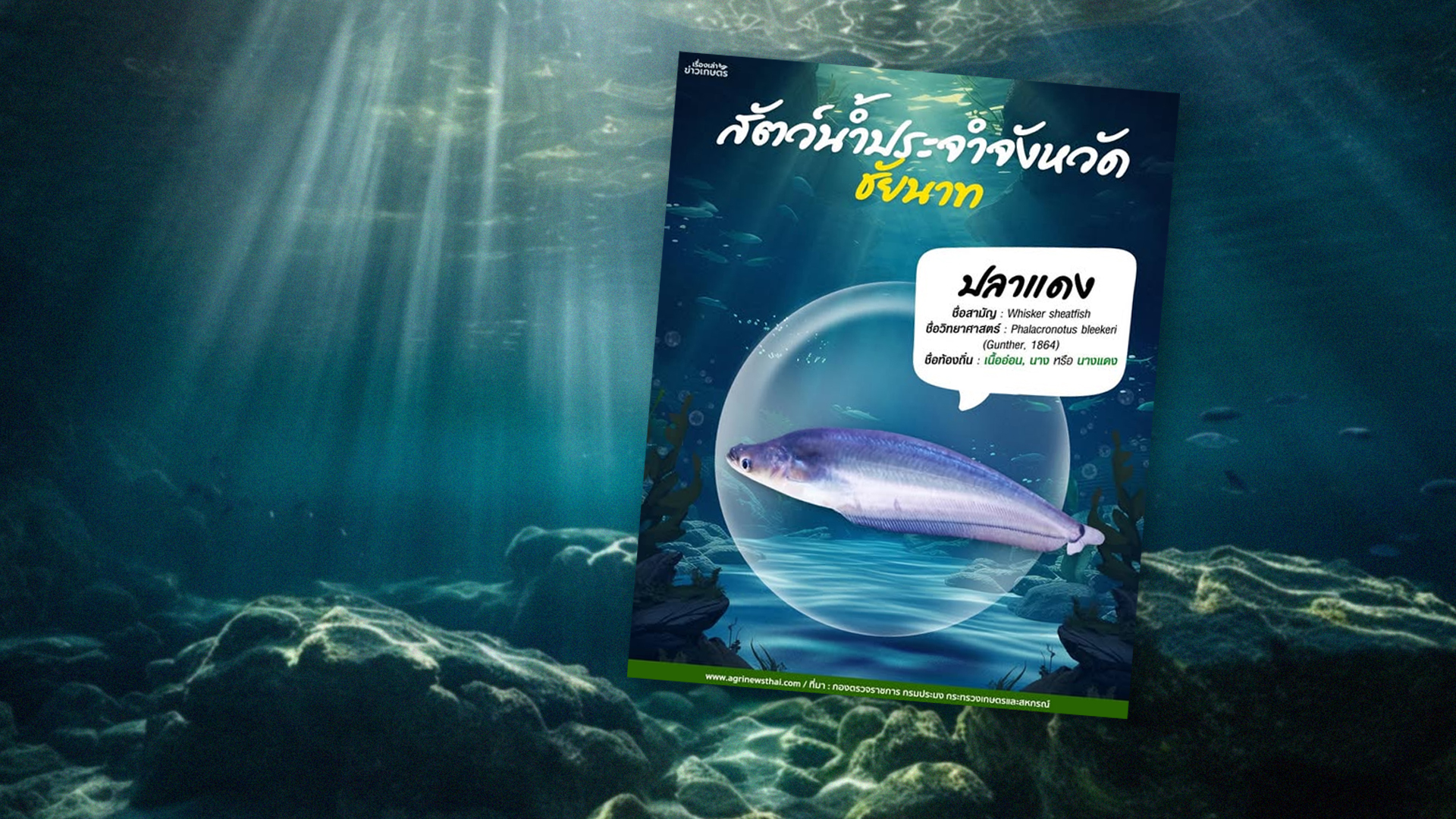 สัตว์น้ำประจำจังหวัดชัยนาท : ปลาแดง ชื่อท้องถิ่น เนื้ออ่อน นางหรือนางแดง 1 ปลาแดง2