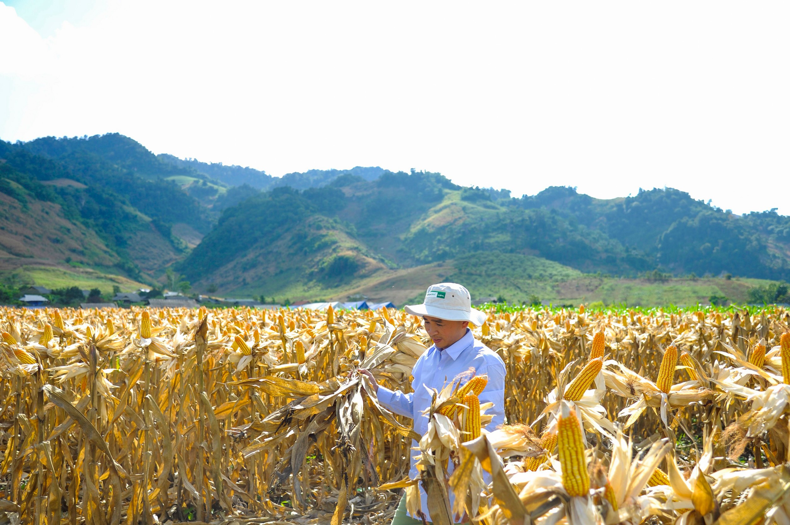 ซินเจนทา ยกระดับข้าวโพดเลี้ยงสัตว์ไทยด้วยนวัตกรรมระดับโลก “เทคโนโลยีชีวภาพ (Biological)” สู่อนาคตเกษตรยั่งยืน 2 ผลผลิตข้าวโพดที่สมบูรณ์พร้อมเก็บเกี่ยว