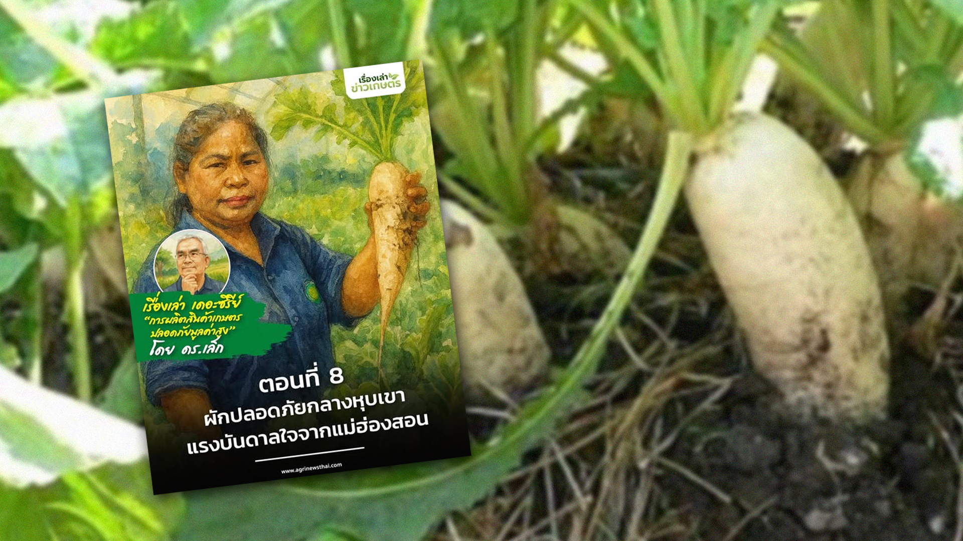 เรื่องเล่า เดอะซีรีส์“การผลิตสินค้าเกษตรปลอดภัยมูลค่าสูง” ตอนที่ 8 : “ผักปลอดภัยกลางหุบเขา…แรงบันดาลใจจากแม่ฮ่องสอน” 1 ผักปลอดภัยกลางหุบเขา2