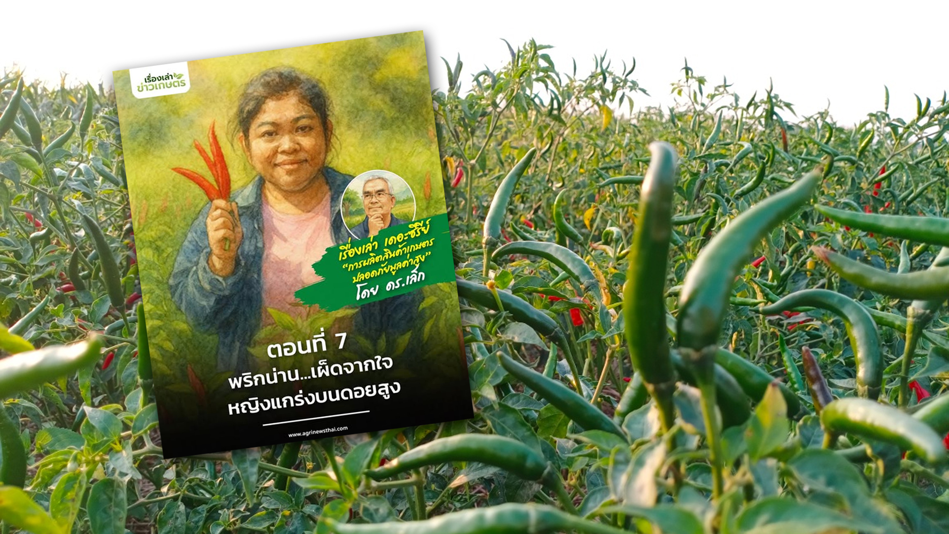 เรื่องเล่า เดอะซีรีส์“การผลิตสินค้าเกษตรปลอดภัยมูลค่าสูง”ตอนที่ 7 : “พริกน่าน…เผ็ดจากใจหญิงแกร่งบนดอยสูง 1 พริกน่าน2