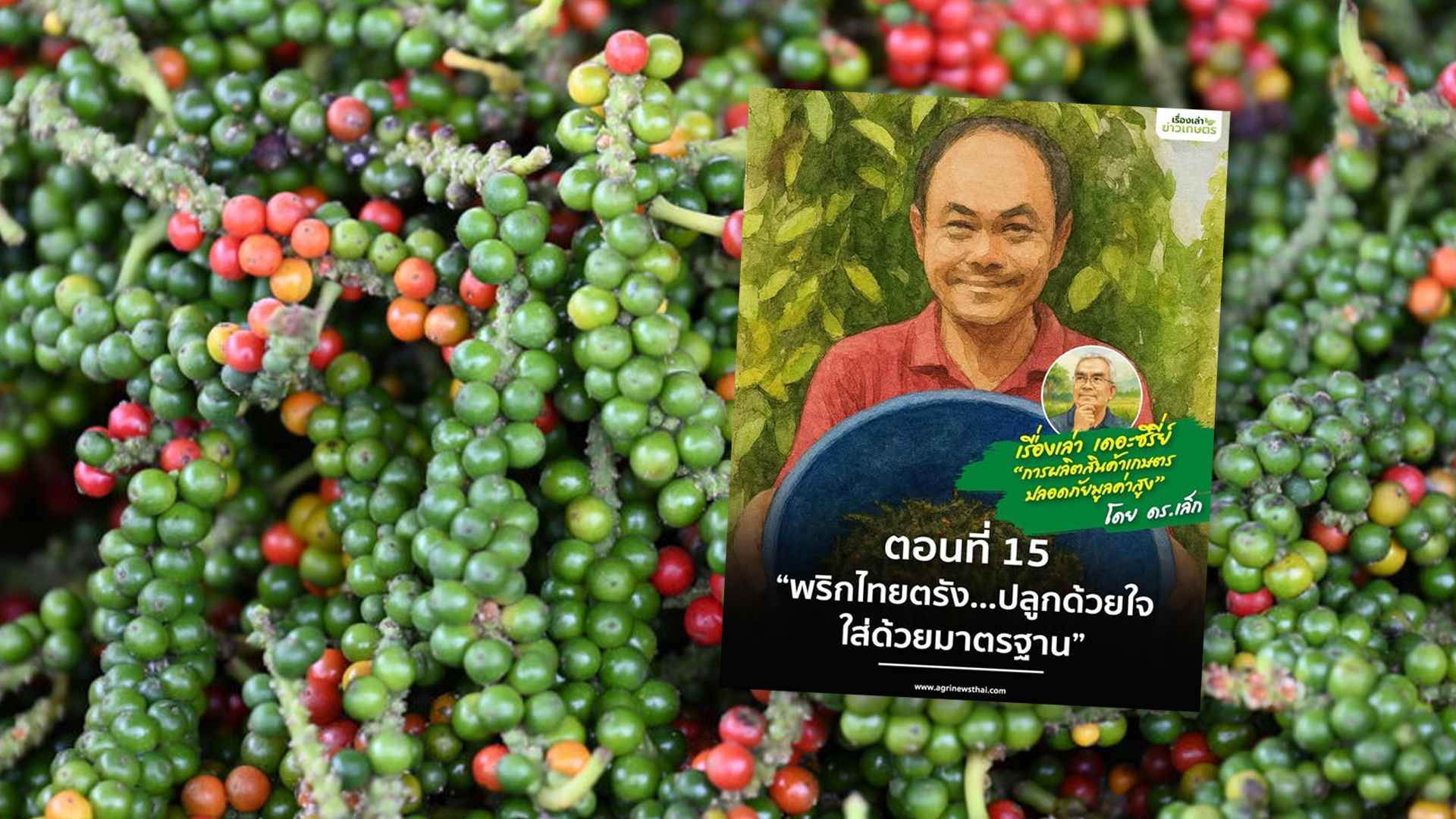 เรื่องเล่า เดอะซีรีส์ “การผลิตสินค้าเกษตรปลอดภัยมูลค่าสูง” ตอนที่ 15 : “พริกไทยตรัง…ปลูกด้วยใจ ใส่ด้วยมาตรฐาน” 1 พริกไทยตรัง2