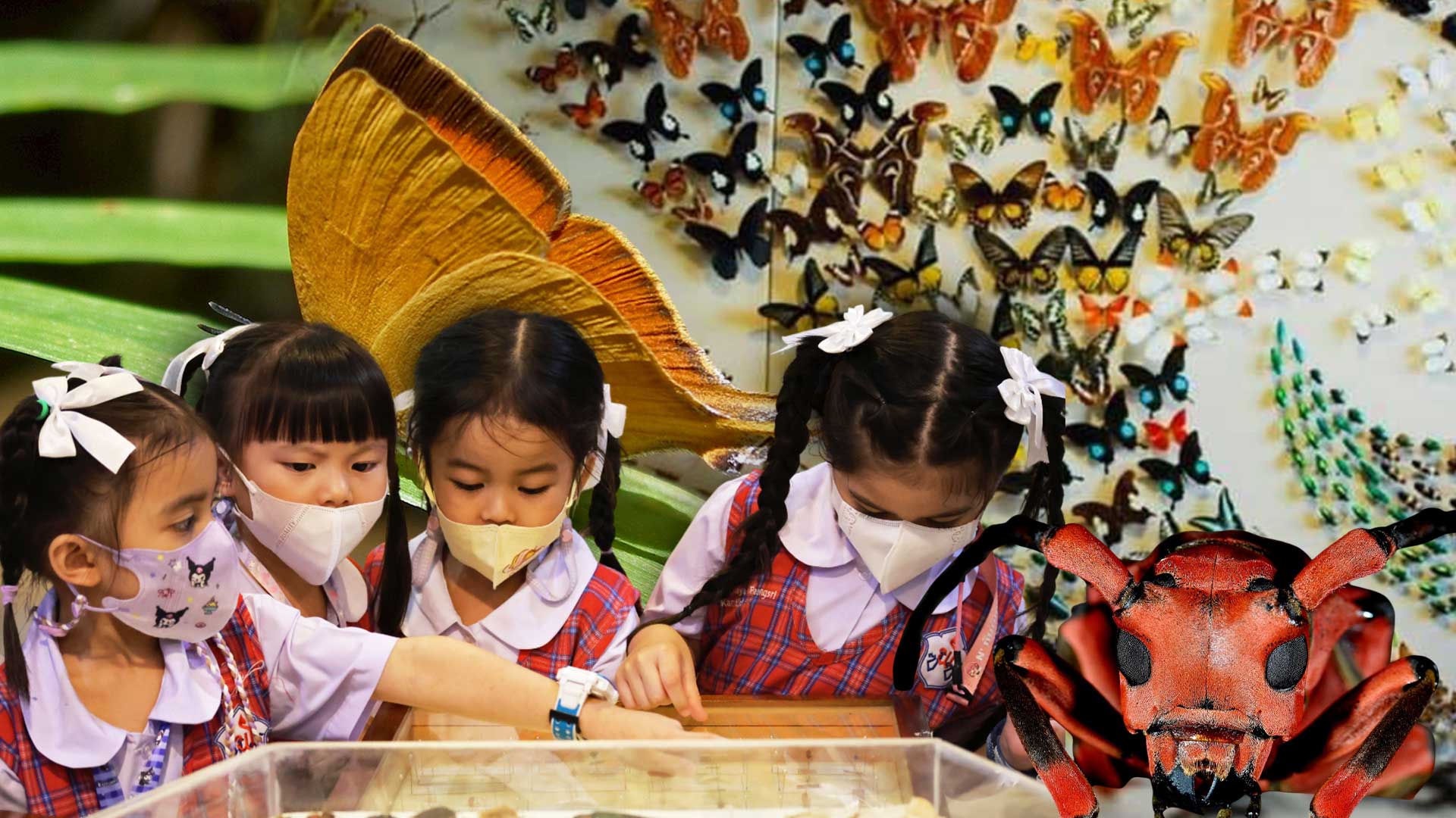 พิพิธภัณฑ์แมลง3