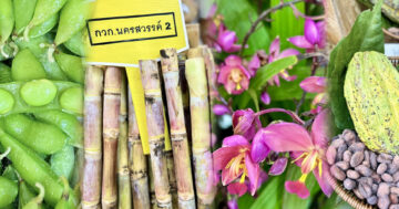 พืชพันธุ์ดี2