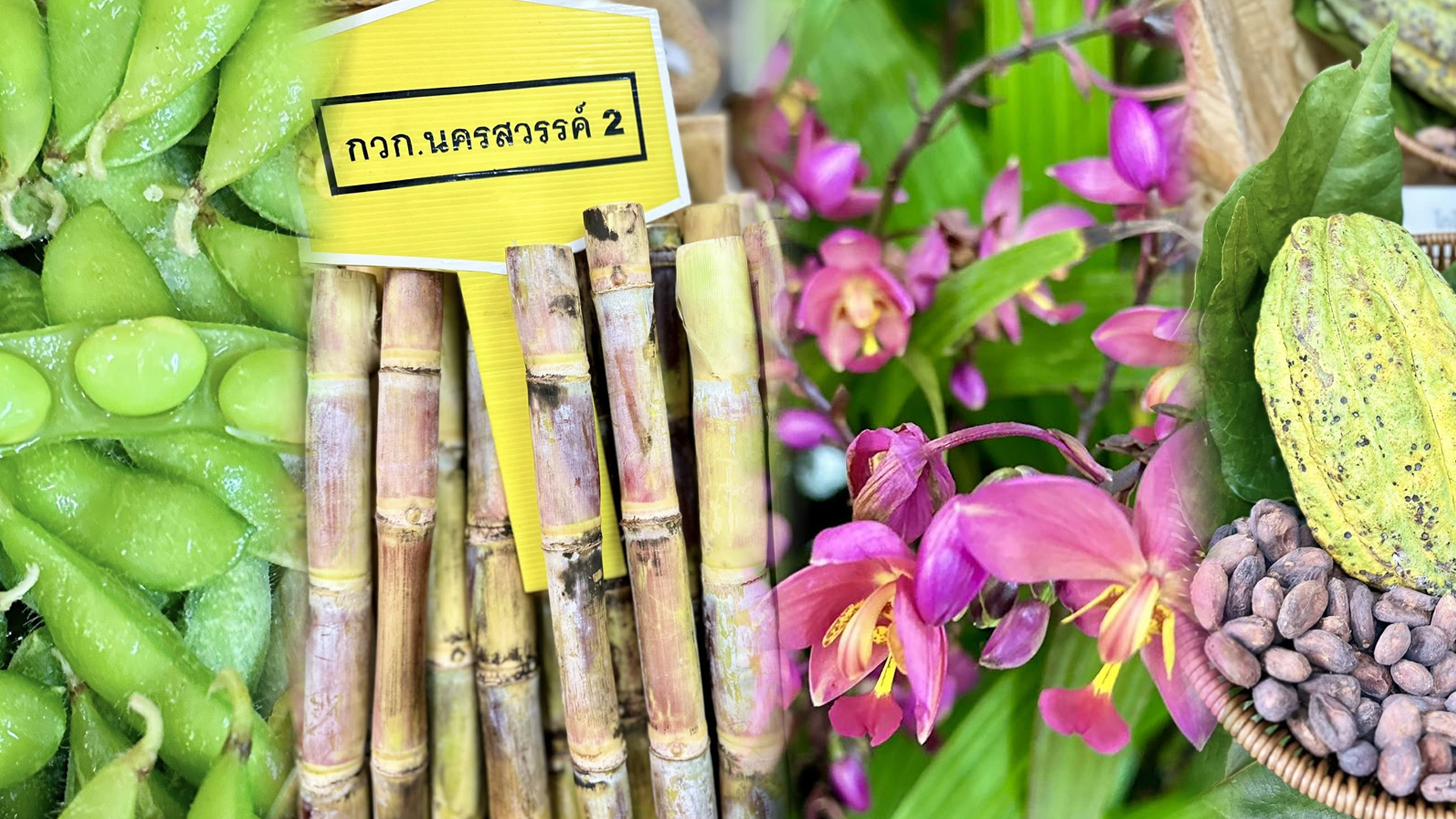 เปิด 10 พืชพันธุ์ดี ปี 2568 จากกรมวิชาการเกษตร 1 พืชพันธุ์ดี2