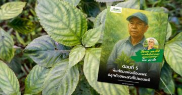 พืชห้อมแห่งเมืองแพร่3