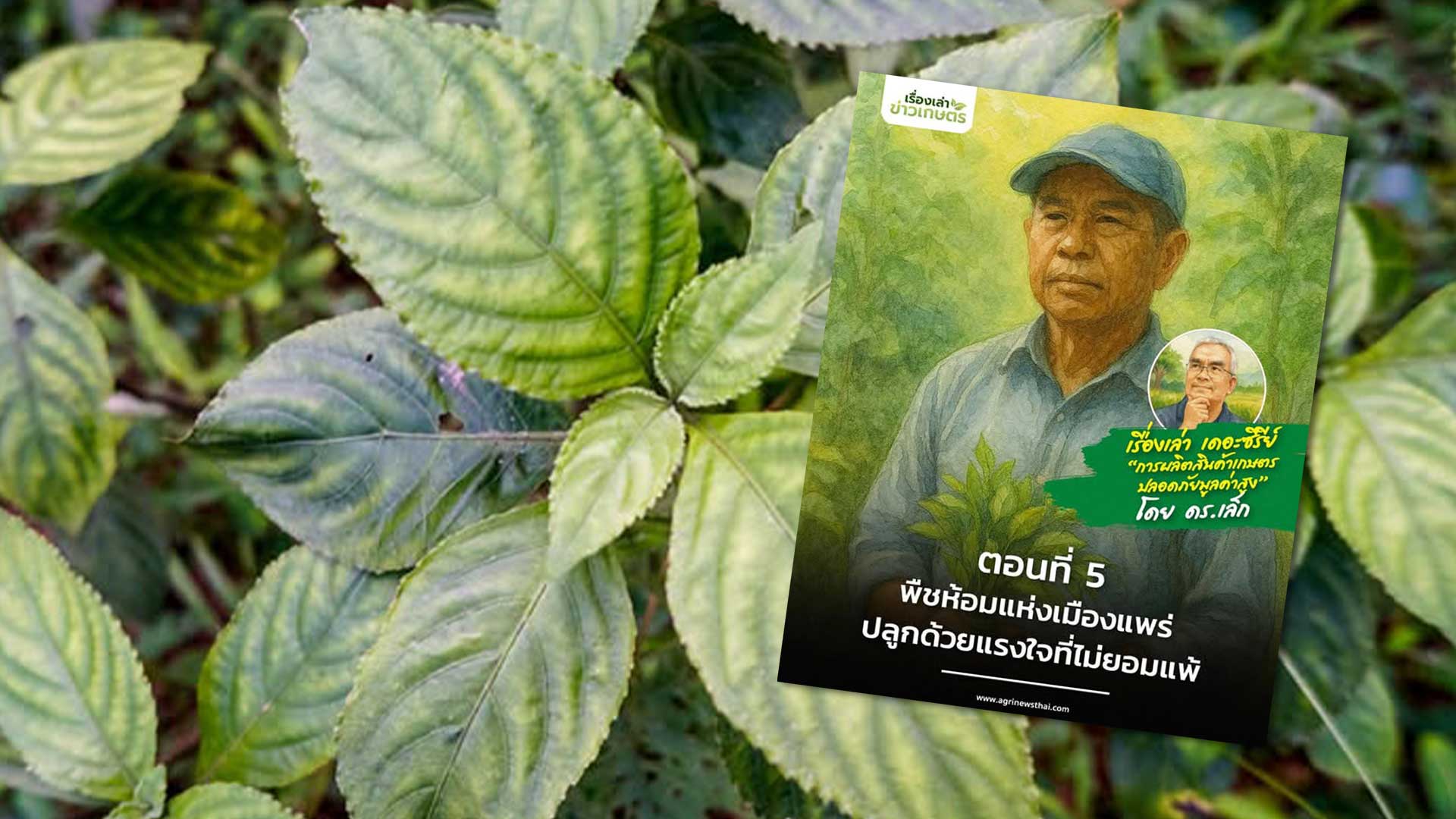 เรื่องเล่า เดอะซีรีส์ “การผลิตสินค้าเกษตรปลอดภัยมูลค่าสูง”ตอนที่ 5 : “พืชห้อมแห่งเมืองแพร่…ปลูกด้วยแรงใจที่ไม่ยอมแพ้” 1 พืชห้อมแห่งเมืองแพร่3