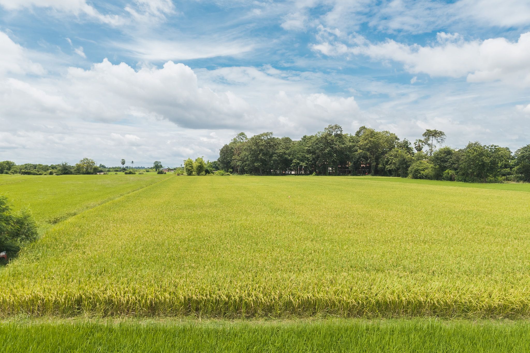 ถอดรหัสวิสาหกิจชุมชนต้นแบบ พื้นที่ทำนา