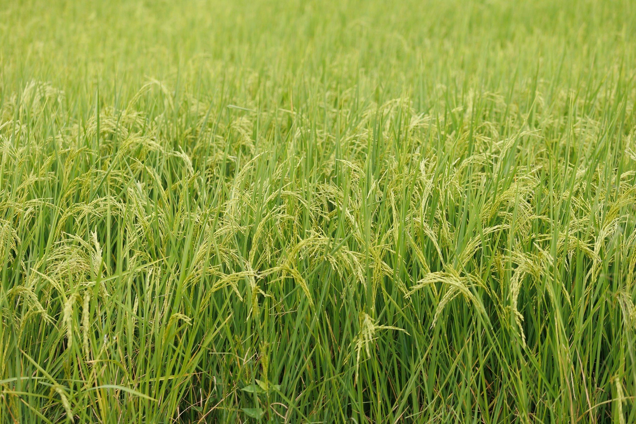 ถอดรหัสวิสาหกิจชุมชนต้นแบบ พื้นที่ทำนาที่เหมาะสม